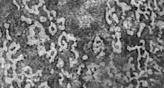 Dessin numérique d'un gobie; poisson également appelé "cabot", vivant dans les fonds rocheux aux abbord des côtes.